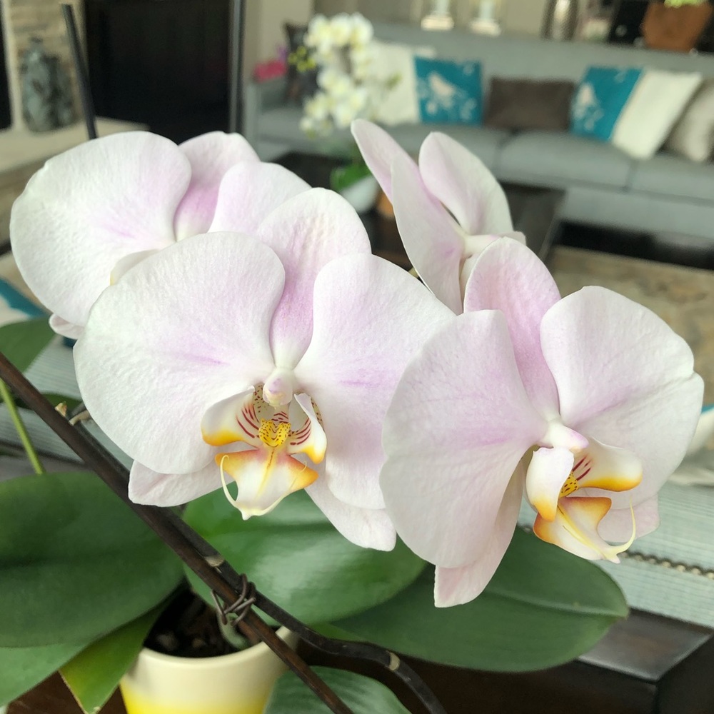 Meet your Posher, Thao